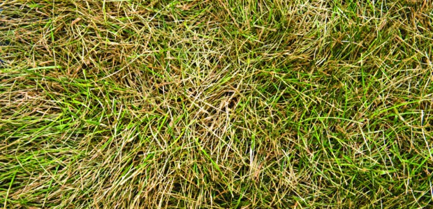 torrtgrass